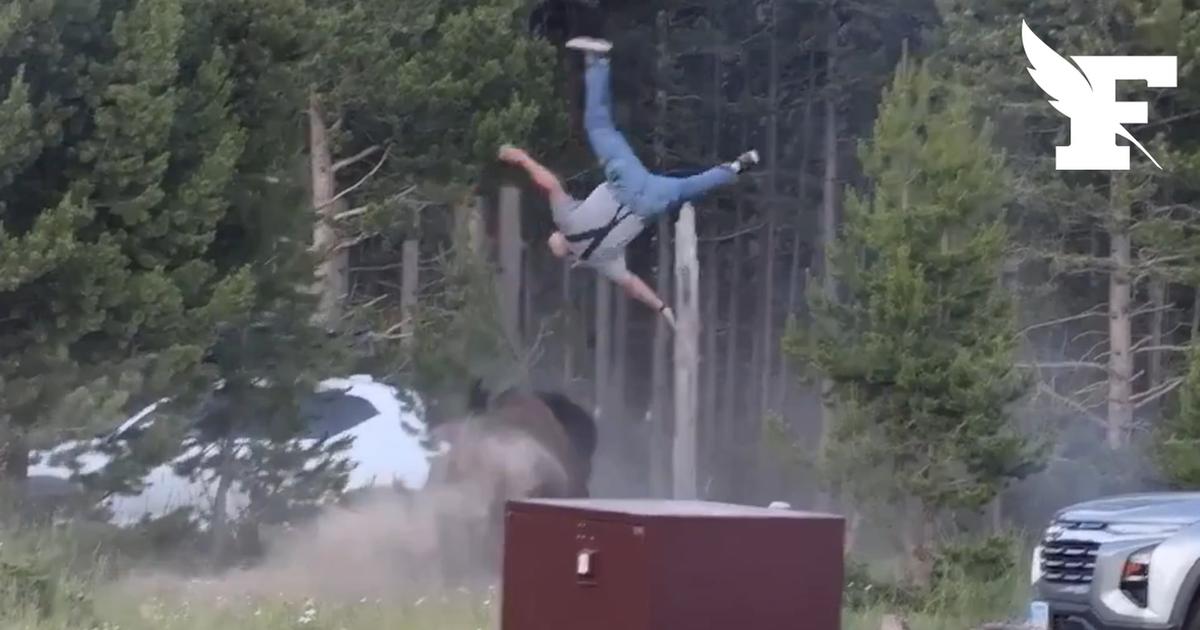 La violente attaque d'un touriste âgé projeté à deux mètres dans les airs par un bison