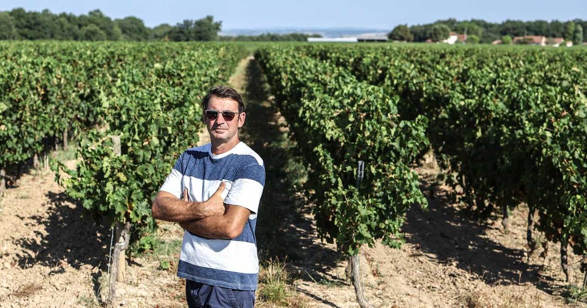 Dans le vignoble de Gaillac, des récoltes amputées par le mildiou - Le Figaro Vin