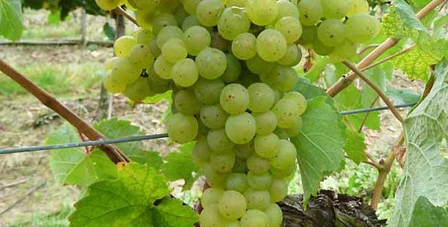 Cépage Arrufiac Guide, géographie et spécificités