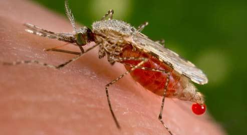 Des moustiques programmés pour vacciner