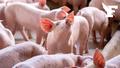 Un cas de grippe porcine détecté chez un humain au Royaume-Uni