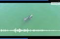 Le chant d'une baleine extrêmement rare pour la première fois enregistré