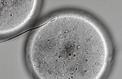Comment le spermatozoïde frappe à la porte de l'ovule