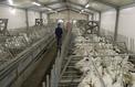 Le ministère suspend la production de canards dans le Sud-Ouest