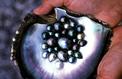 Tahiti veut améliorer la qualité de ses perles noires 