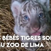 Pérou : trois bébés tigres présentés au zoo de Lima
