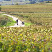 Bordeaux : chemins de vignes