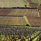 La Bourgogne ne veut pas devenir un vignoble de fermier