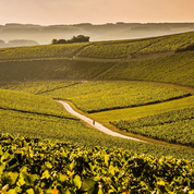 Balade viticole en Bourgogne : l'Yonne-Chablis