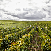 La production de vin dans l'UE se redresse en 2018 après un recul historique
