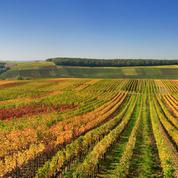 France : l'œnotourisme, de complément de revenu à nouveau métier pour les viticulteurs