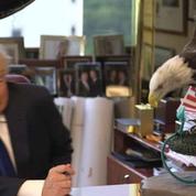 Zapping TV : Donald Trump attaqué par un aigle en pleine interview