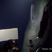 Un sous-marin reçoit la visite imprévue d'un cachalot