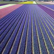 Des images splendides de champs de fleurs en Hollande