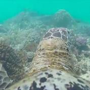 La Grande Barrière de corail vue par une tortue marine