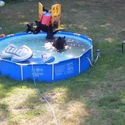 Une famille d'ours s'invite dans une piscine du New Jersey
