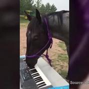 Le cheval qui jouait au piano debout