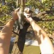 Un cycliste sauve deux chatons coincés dans un arbre