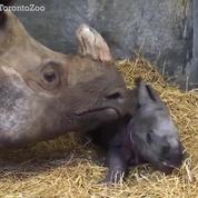 Après 16 ans, naissance du premier bébé rhinocéros en captivité