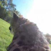 Mettre une GoPro sur le dos d'un guépard est une idée géniale