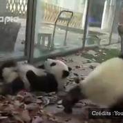 Ces petits pandas n'ont pas du tout l'intention de laisser leur soigneur travailler