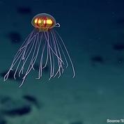 Une méduse au look d'alien découverte dans la fosse la plus profonde du monde