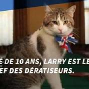 Larry le chat continuera d'officier au 10 Downing Street