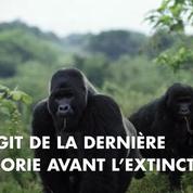 Scarica Gratis Images Gorille Dernieres Actualites Et Videos Sur Le Figaro Fr actualisé par