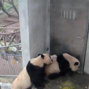 Non, ces pandas n'ont vraiment pas envie de jouer