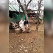 énorme retour coq