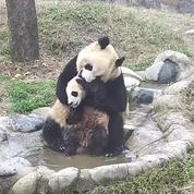 Une maman panda tente de donner le bain à son petit