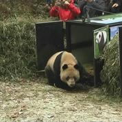Deux pandas géants chinois remis en liberté