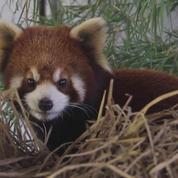 Les pandas roux sont la nouvelle cible des braconniers