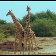 Les girafes boxeuses, extrait exclusif d’Un Nouveau Jour sur Terre