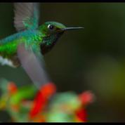 Les escarmouches entre colibris et abeilles, extrait exclusif d’Un Nouveau Jour sur Terre