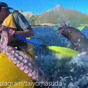 Une otarie gifle un kayakiste avec un poulpe