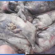 L214 : les images de cadavres porcins décomposés dans un élevage du Maine-et-Loire