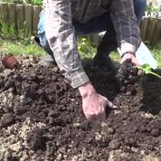 Plantez des cucurbitacées dans votre jardin. Une méthode simple et efficace.