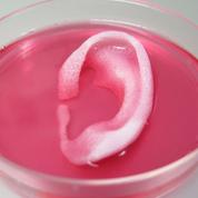 Une oreille ouvre la voie aux organes imprimés en 3D