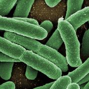 Microbiote intestinal,entre espoirs et promesses
