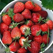 Des fraises contre le cholestérol