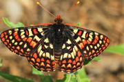 25 citations sur les papillons