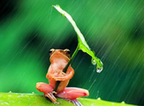 15 proverbes pour prédire la météo grâce aux animaux