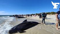 L'impossible sauvetage de dizaines de dauphins échoués sur une plage australienne