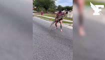 États-Unis : un combattant de MMA maîtrise à mains nues un alligator en pleine rue