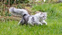 À quelle vitesse un chat peut-il courir ?