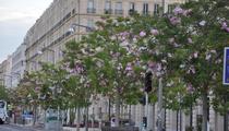 «Ça n’a aucun sens» : à Marseille, des fleurs artificielles dans les arbres créent la discorde