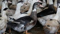 La grippe aviaire refait son apparition dans le Sud-Ouest, en Gironde