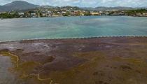 Antilles : la Martinique placée en «crise sécheresse» pour la première fois de son histoire