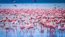 Pourra-t-on encore admirer les flamants roses sur les lacs d’Afrique ? Ce qui les menace